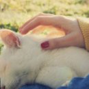 이쁜냥이 이미지