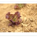 민이네농장 이미지