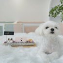 위드미펫살롱 이미지