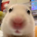 황리1길 | 신라의 수도 경주에서 펜션만 간 사람들이 있다