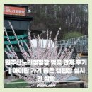 원주산노리캠핑장 벚꽃 만개 후기｜아이랑 가기 좋은 캠핑장 실시간 상황