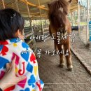 하빛율빠꿈사리 이미지