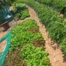 연 농장 이미지