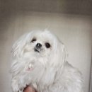 솔펫살롱 이미지