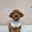 아임댕댕 이미지