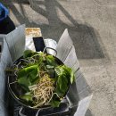 [26]코리아둘레길 2차 해파랑길 42~44코스, 죽도해변~후진항(29.2km)- 2025.9.23. 이미지