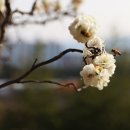 고매 이미지