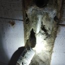 오소록스테이 이미지