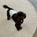그르르르(grrr!) | 광주 반려동물수제간식 &#39;그르르르(Grrr)&#39; 화정동 애견동반 카페 _ 댕댕이와 힐링하기 좋은 곳