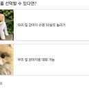 6.2만 명이 투표한 우리집 강아지 수명 50살로 늘리기 vs 우리 집 강아지랑 대화 가능해지기 이미지