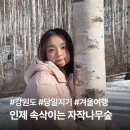 자작나무 숲 | 인제 자작나무숲 겨울 당일치기 후기 | 필수 준비물 &amp; 뚜벅이 대중교통 여행 팁
