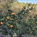 교실 속에서 만나는 세계문화: 일본 | 1월 일본 규슈 올레와 소도시 5일 여행 후기