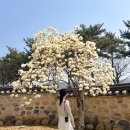 오릉 | [경주 오릉] 목련 보러 다녀온 후기 | 대릉원보다 한적했던 경주 목련 명소