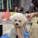 강아지미용실 | 동탄애견미용 우리 강아지에게 딱 맞는 동탄 강아지 미용실 후기