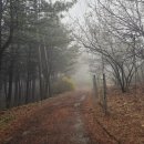 고비고개로 | 등산] 강화 고려산 등산! 진달래꽃 동산 보러가기! 근데 웬 안개자욱ㅠ 고비고개-정상-낙조봉-원점 후기!