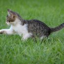 대전우리동물의료센터 이미지