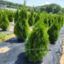 골든엔젤 이미지