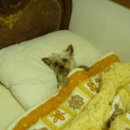 음 Daum카페