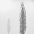 포플러(poplar) 이미지