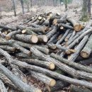 죽엽산농장 이미지