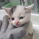 수원천로447번길 이미지