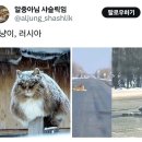 와 노르웨이 길고양이는 노르웨이숲고양이야 이미지