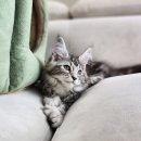 랙돌캐터리 아이돌스 전주고양이분양 | * 후회 없이 전주 고양이분양 결정하는 방법 공개