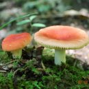 야생버섯의 신비(40) 버섯의 맛과 냄새에 대하여 이미지