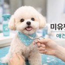 미유펫 강아지애견미용 이미지