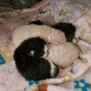 금고양이 이미지