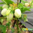 가는골농장 이미지