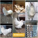 관상닭 아메라우카나 3종 병아리 분양합니다 청란 이미지