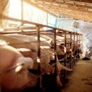 양돈 농장 이미지