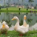 Sky Golf | 베트남 하노이 골프여행 예약 비용 스카이레이크 롱비엔 피닉스 3색 후기