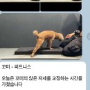 똑독트레이닝스쿨 | 화성 새솔동 애견호텔 똑독트레이닝스쿨 애견유치원/애견호텔 비용 시간 위치