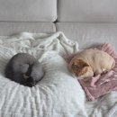 살롱드유미 | 울산 고양이 미용 추천 신생아 맞이 전 살롱드캣 무마취 미용 후기