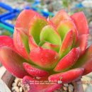 월금농장 이미지