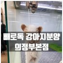 빼로독 강아지분양 의정부본점 | 의정부 강아지분양 빼로독 본점 건강하고 우수한 혈통견 분양