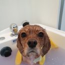 그루밍애견미용 이미지