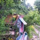 돌배나무 세그루 이미지