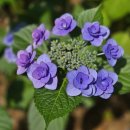 솔터힐링 숲체험원 공중화장실 | 부산 북구 수국명소, 대천천누리길 수국축제