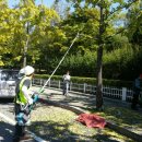 은행청과 이미지