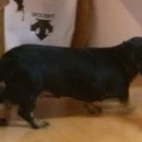 맘편하개 이미지