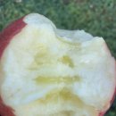 임경혁농장 이미지