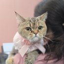 미야옹 이미지