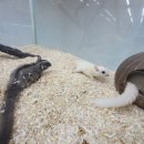 와우펫앤쥬 부산점 이미지