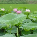 들꽃산장 이미지