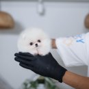 화이트켄넬(white-kennel) 이미지
