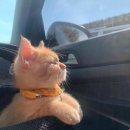 택시기사: 마리 <b>앙투</b>아트네;;