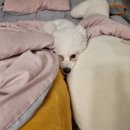 댕큐베리 이미지